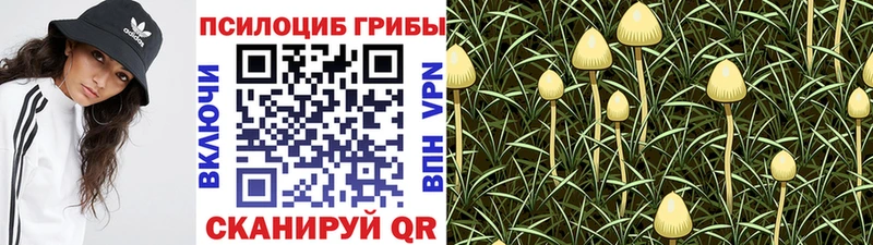купить   Сусуман  Псилоцибиновые грибы MAGIC MUSHROOMS 